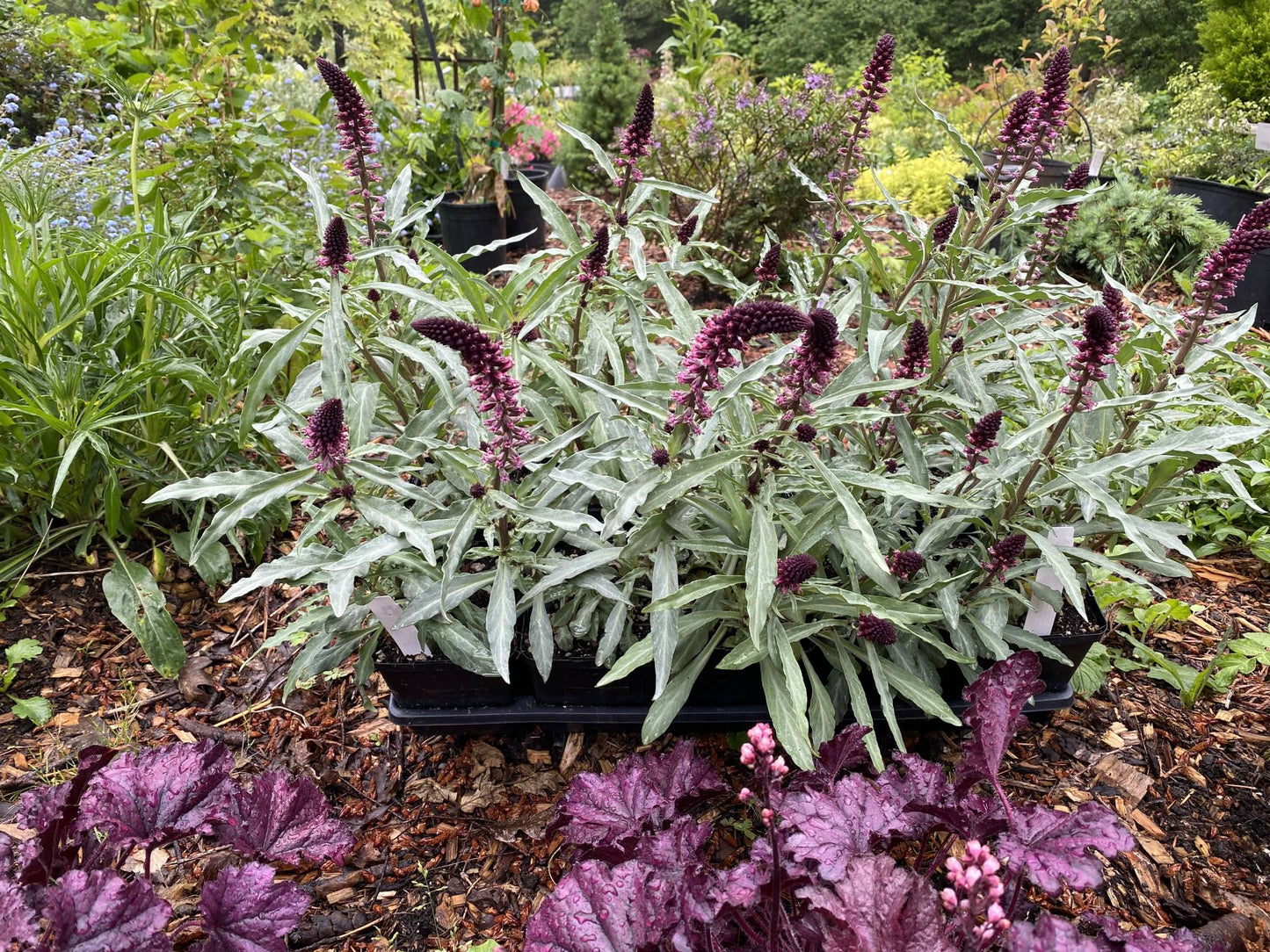 Lysmachia 'Beaujolais' Purple Fringed Loosestrife, 1 Quart Pot Live Plant