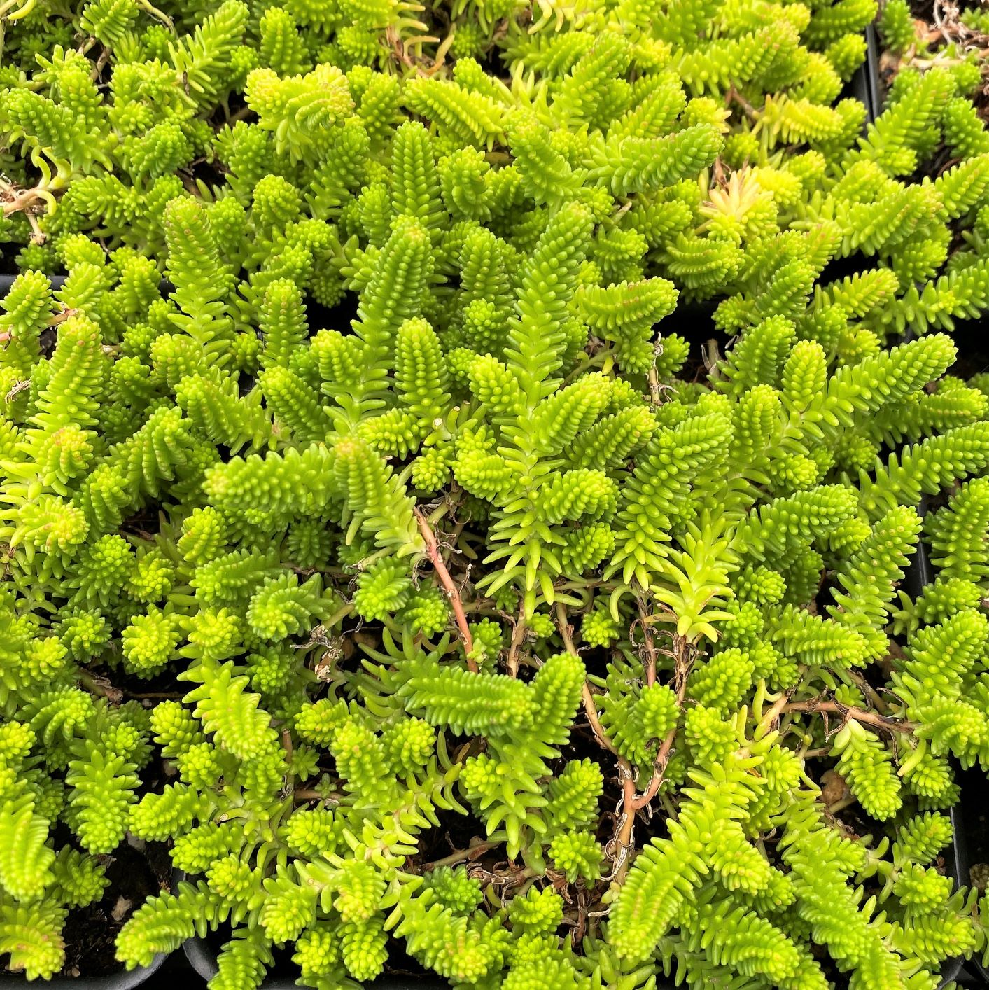 Sedum 'Sexangular' Stonecrop, 3.5" Pot Live Plant