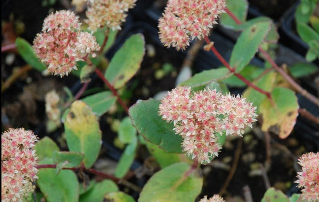 Sedum 'Bronco' Stonecrop, 4" Pot Live Plant