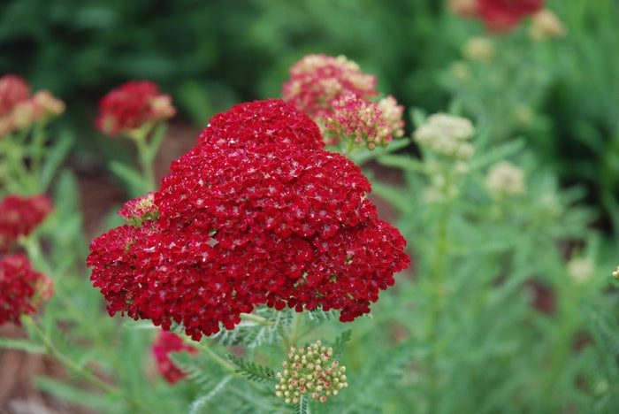 Yarrow 'Pomegranate' Achillea, 1 Quart Pot Live Plant