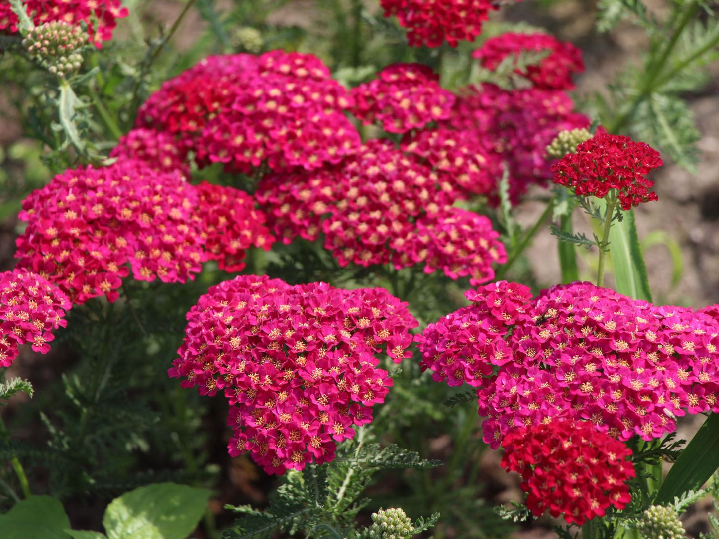 Yarrow 'Pomegranate' Achillea, 1 Quart Pot Live Plant