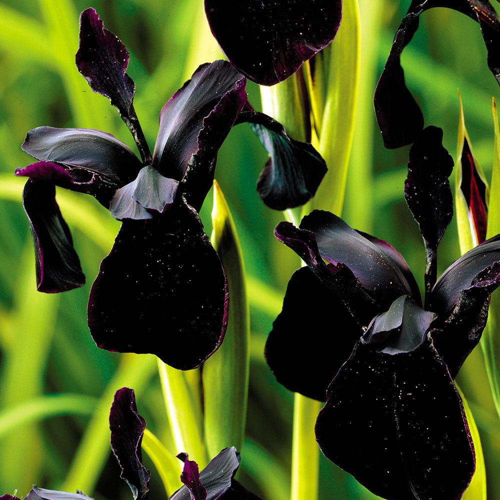 Siberian Iris 'Black Form', 1 Gallon Pot Live Plant