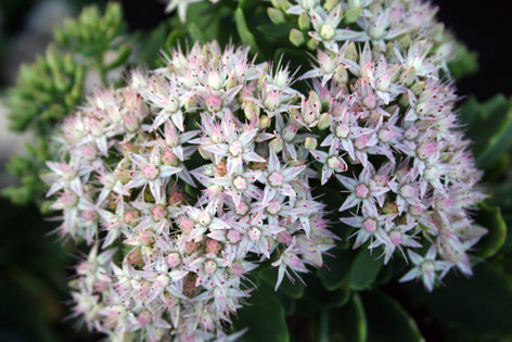 Sedum 'Thundercloud' Stonecrop, 4" Pot Live Plant