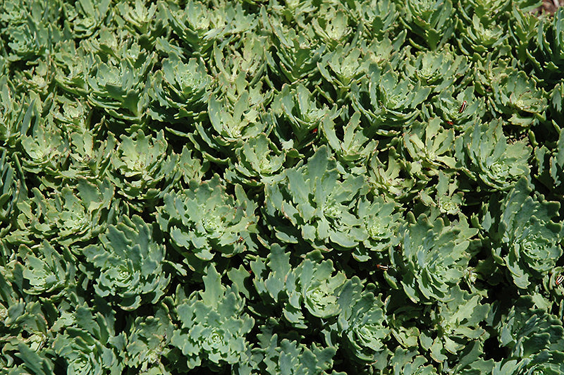 Sedum 'Thundercloud' Stonecrop, 4" Pot Live Plant