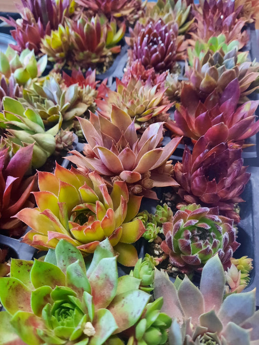 Cold Hardy Succulent Plugs – Assorted Sempervivum (2” Size)