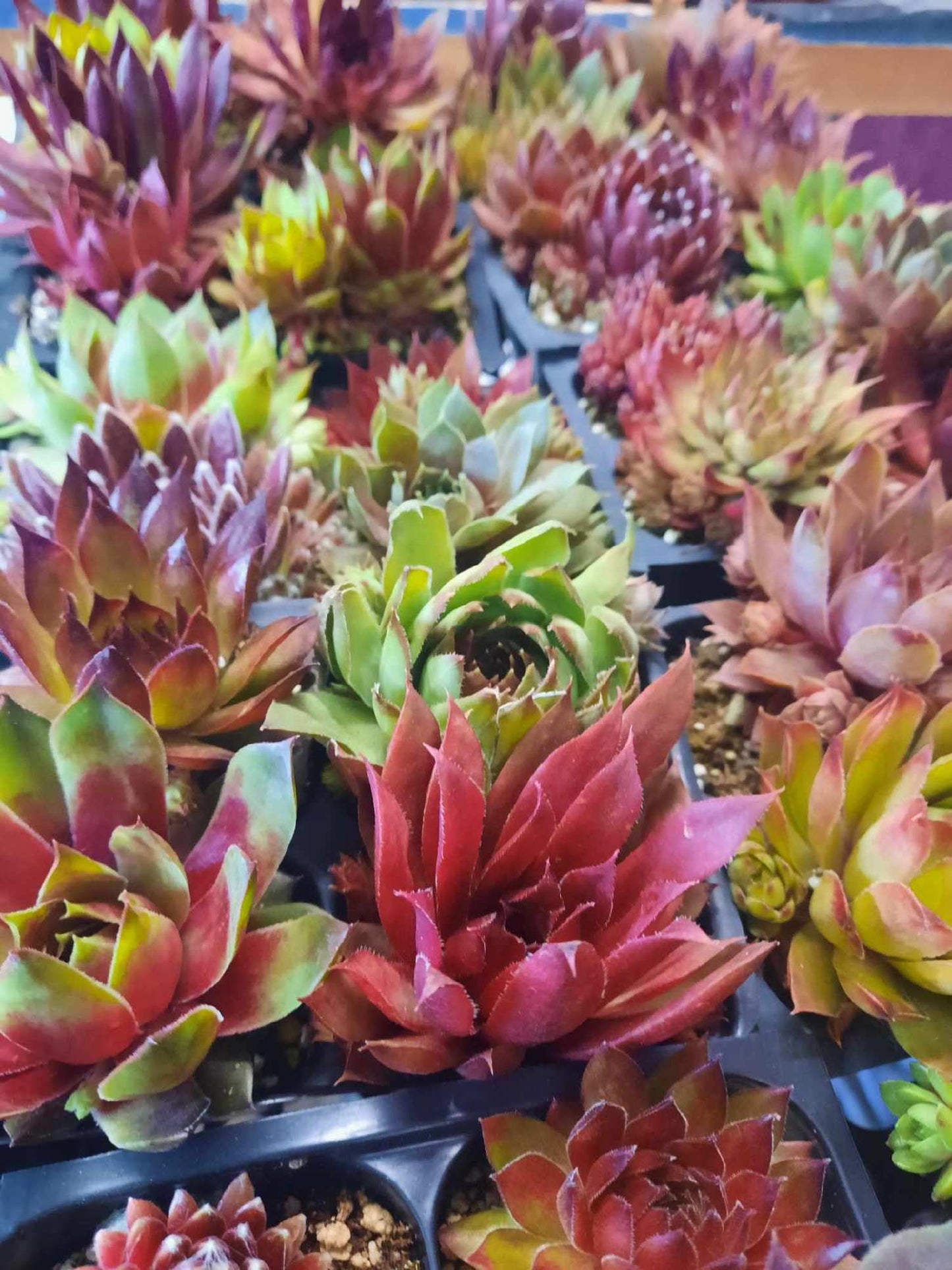 Cold Hardy Succulents – Assorted Sempervivum (2” Size)