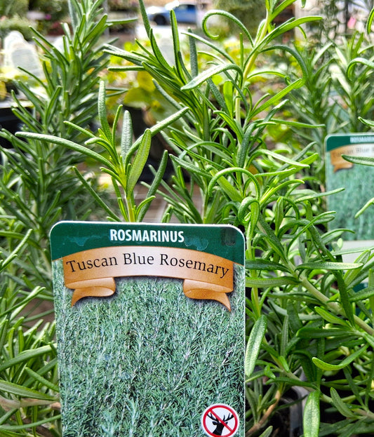 Tuscan blue rosemary plant in 4 inch pot with label