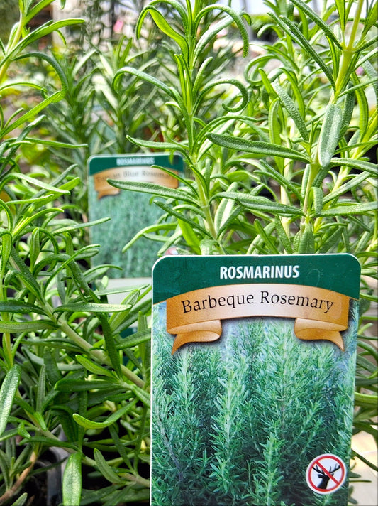 Barbeque Rosemary - Rosmarinus Officinalis Herb Plant - 4 inch pot