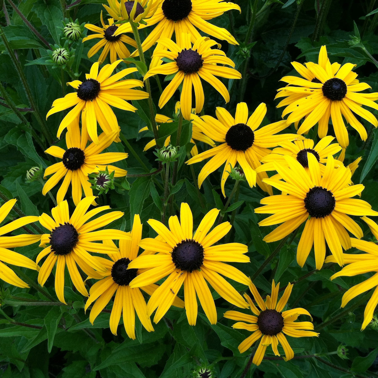 Goldsturm Black-Eyed Susan - Rudbeckia Plant - 1 quart pot