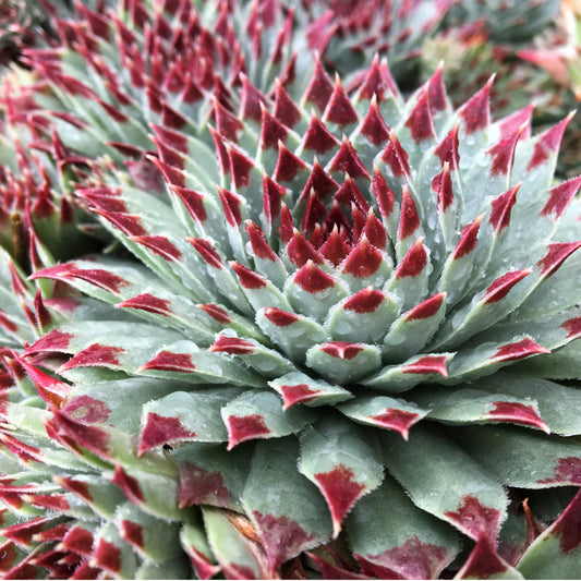 Mint Marvel Succulent - Hens & Chicks Houseleek Sempervivum Plant by Chick Charms® - 4 inch pot