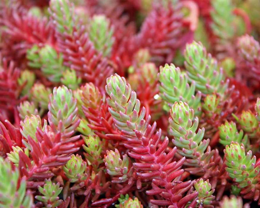 Sedum 'Red Wiggle' Stonecrop, 4" Pot Live Plant