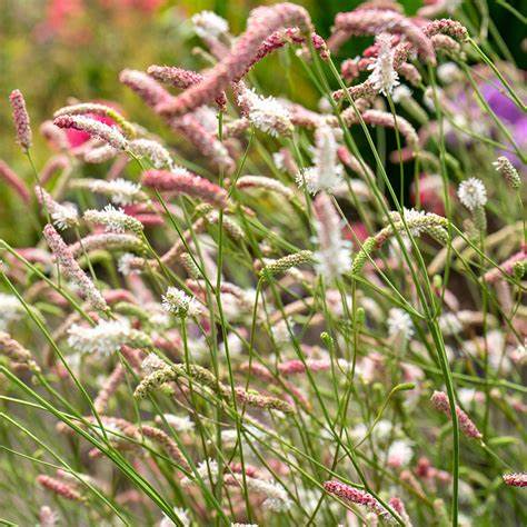 Sanguisorba Strawberry Frost is a medium-height, clump-forming burnet that will attract pollinators with its white and frosted-pink, arching, pipe cleaner-like flowers.