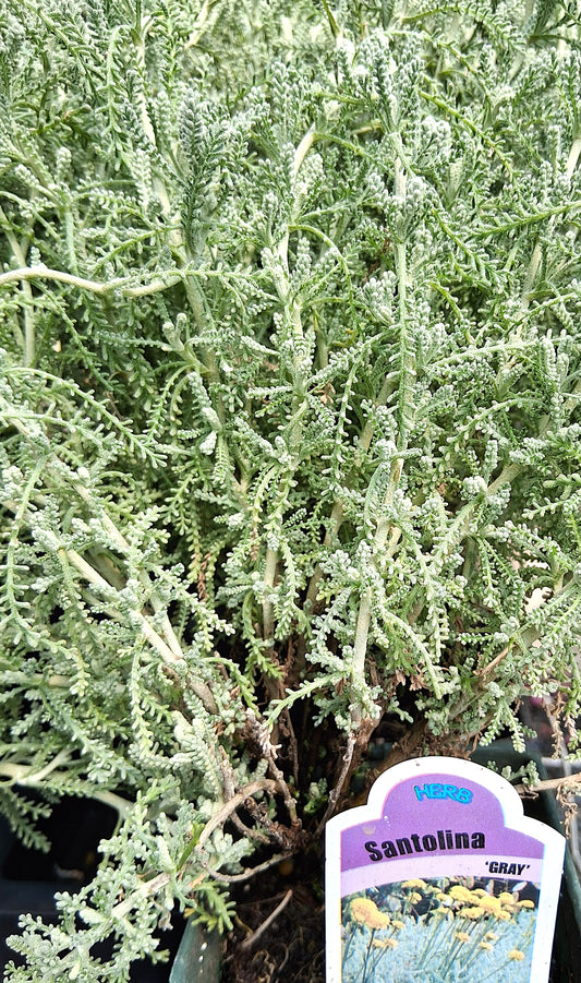 Gray Santolina - Lavender Cotton Santolina Chamaecyparissus Herb Plant - 4 inch pot