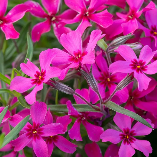 Crimson Beauty Creeping Phlox - Phlox Subulata - 1 gallon pot