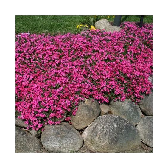Crimson Beauty Creeping Phlox - Phlox Subulata - 1 gallon pot