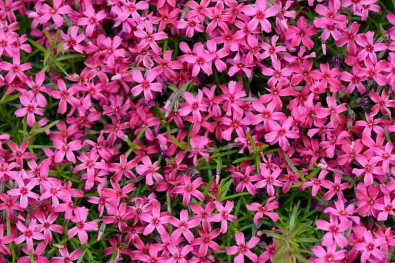 Crimson Beauty Creeping Phlox - Phlox Subulata - 1 gallon pot