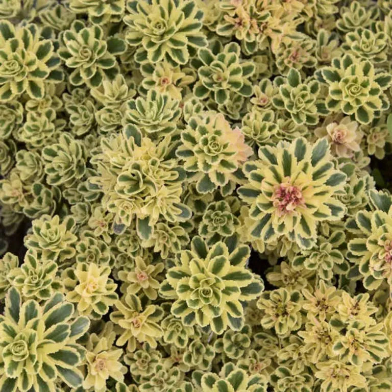 Sedum 'Atlantis' Stonecrop, 4" Pot Live Plant