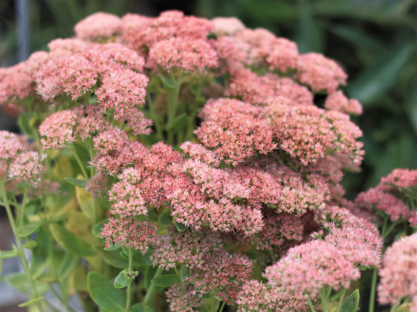 Sedum 'Autumn Fire' Stonecrop, 1 Gallon Pot Live Plant