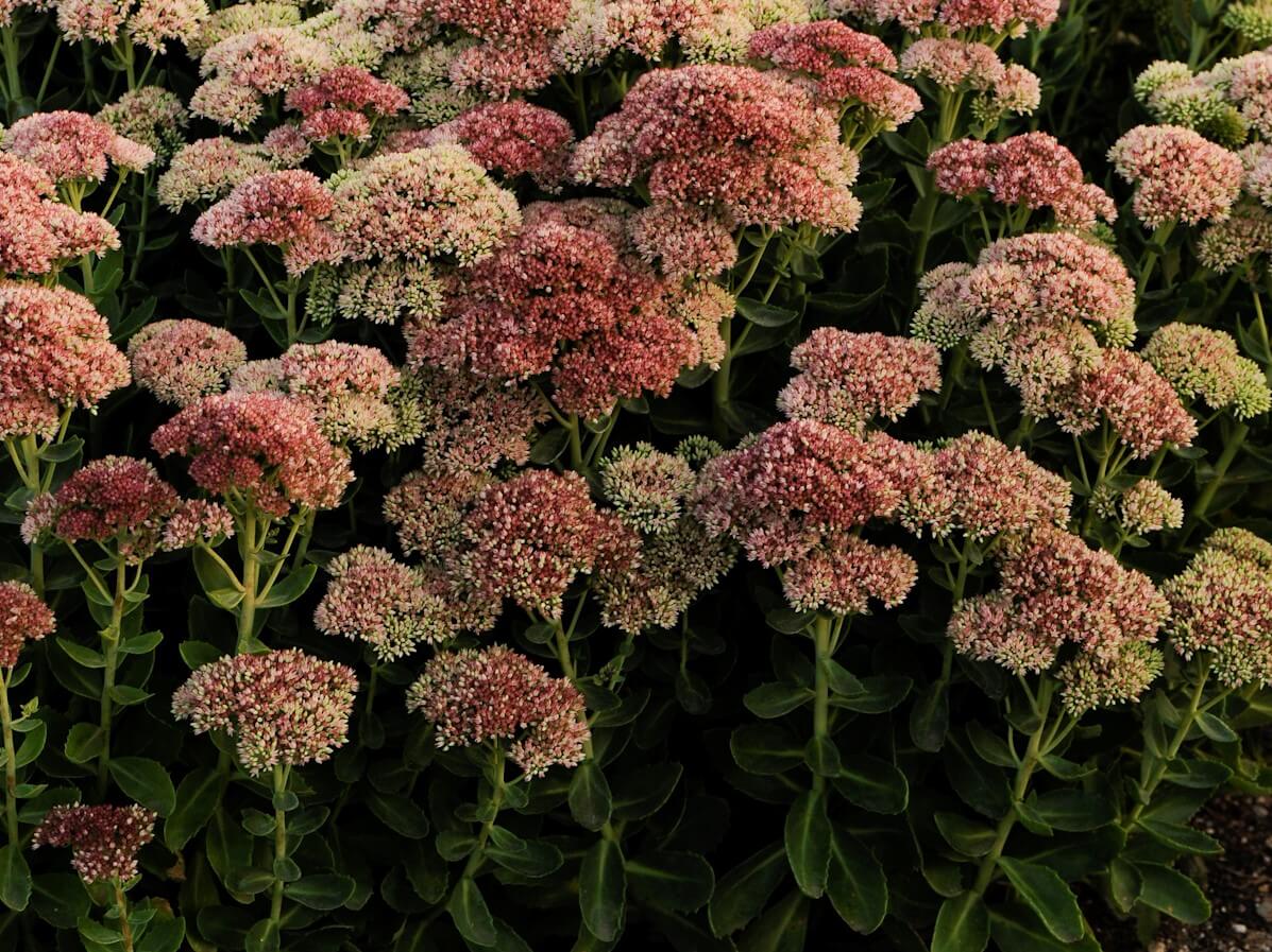 Sedum 'Autumn Fire' Stonecrop, 1 Gallon Pot Live Plant