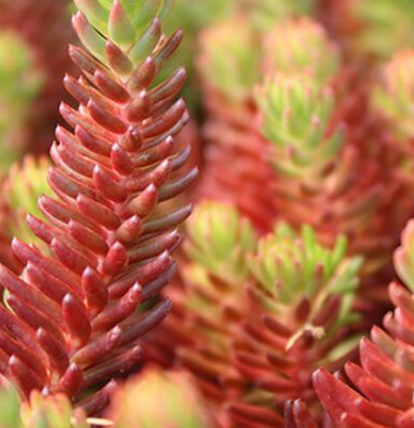 Sedum 'Red Wiggle' Stonecrop, 4" Pot Live Plant