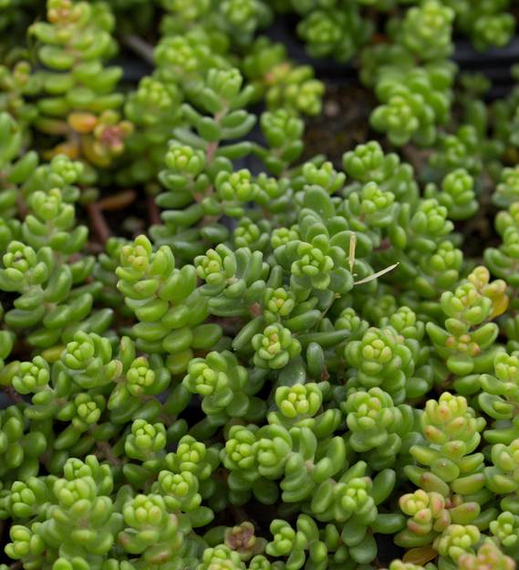 Sedum Album 'Athoum' Stonecrop, 4" Pot Live Plant