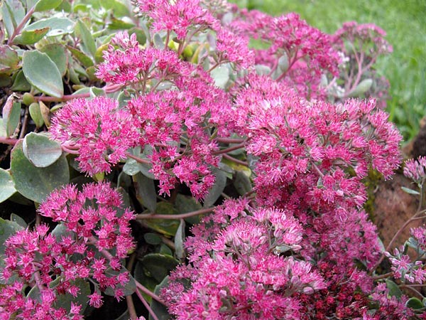 Sedum 'Lidakense Cliff' Stonecrop, 4" Pot Live Plant