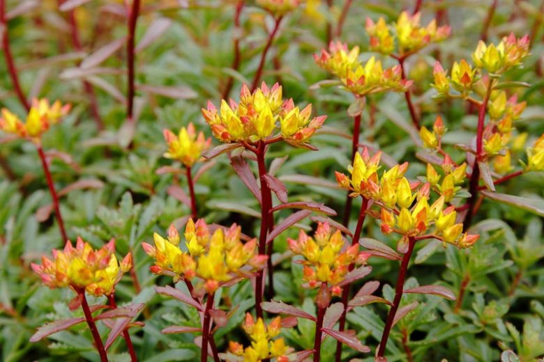 Sedum 'Weihenstephaner Gold' Orange Stonecrop, 4" Pot Live Plant