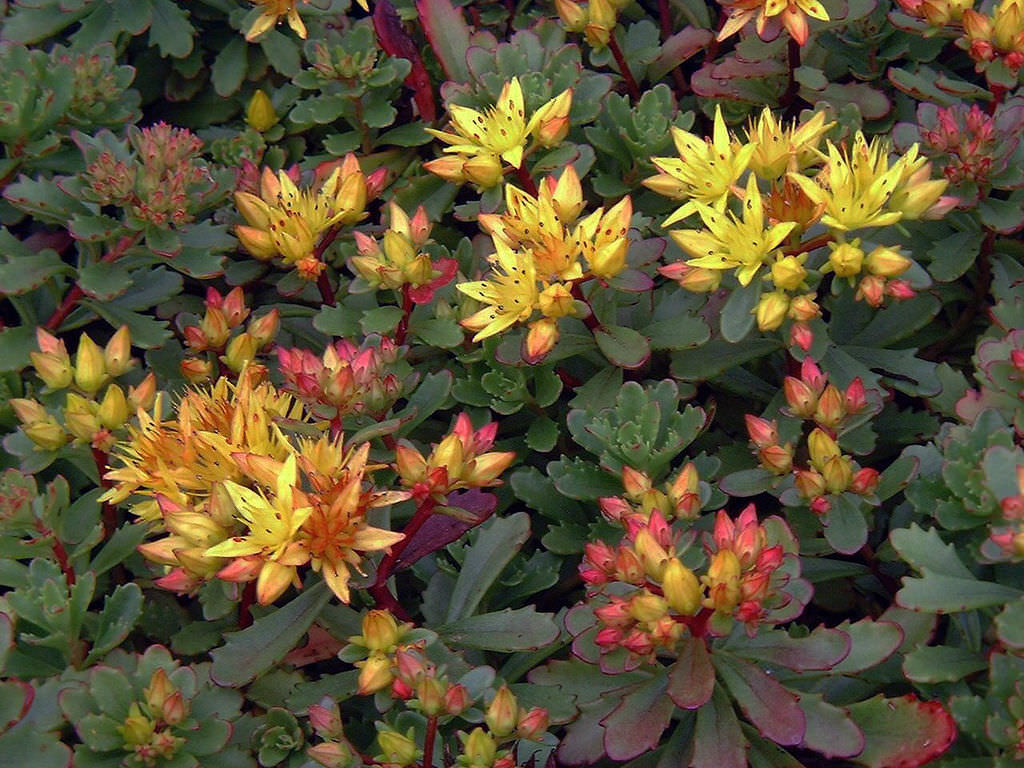 Sedum 'Weihenstephaner Gold' Orange Stonecrop, 4" Pot Live Plant