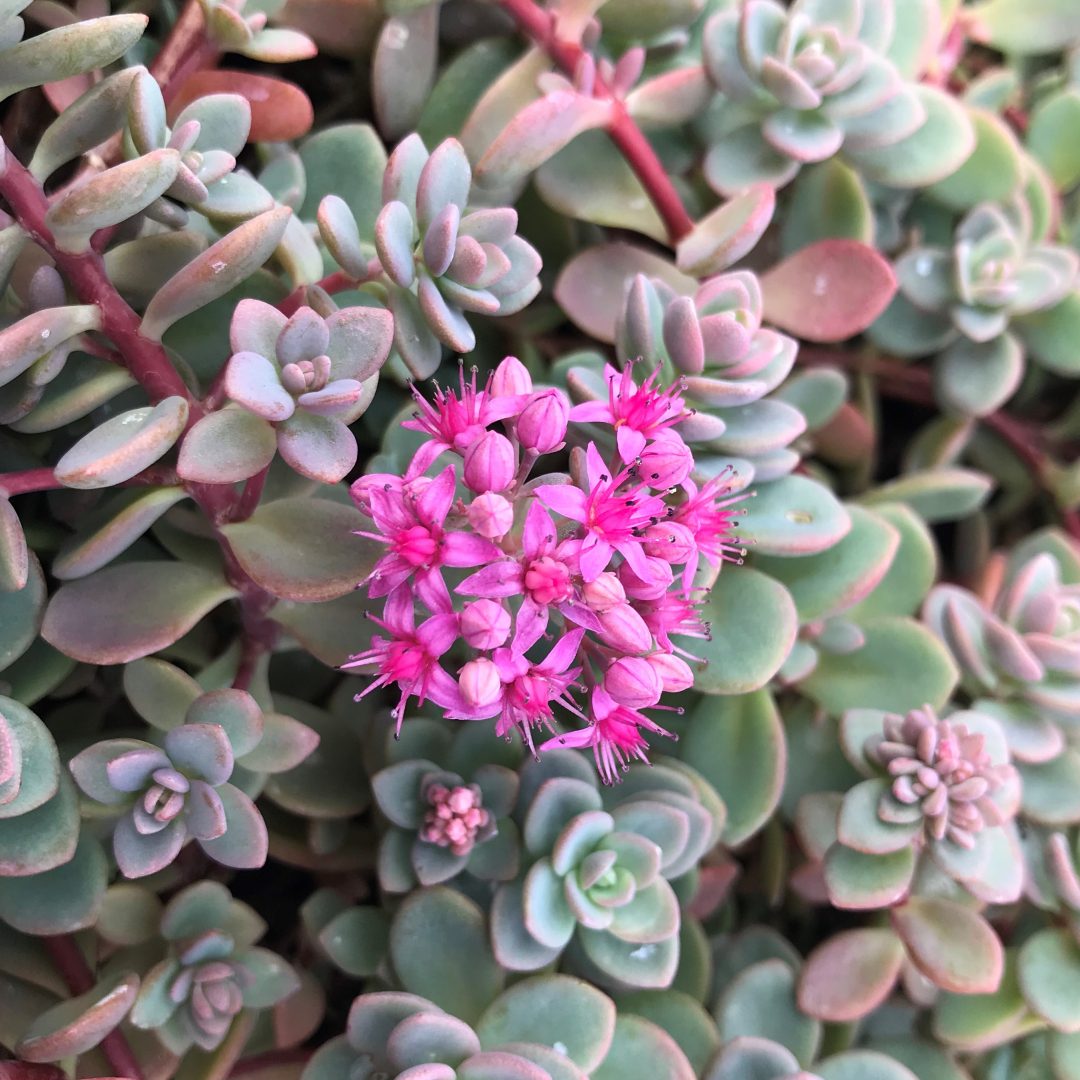 Sedum Pluricaule 'Isle of Sakhalin', 4" Pot Live Plant