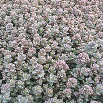 Sedum Pluricaule 'Isle of Sakhalin', 4" Pot Live Plant