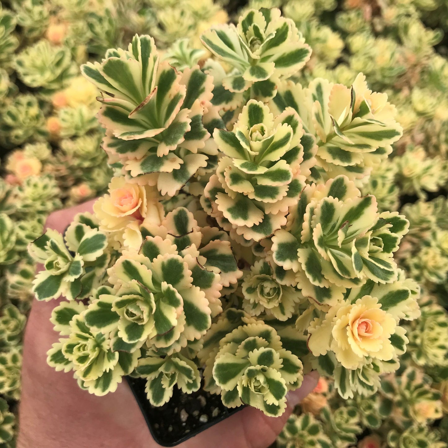 Sedum 'Atlantis' Stonecrop, 4" Pot Live Plant