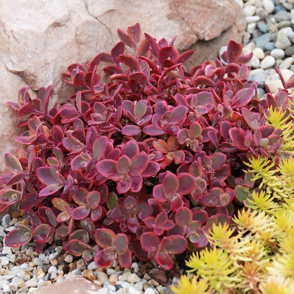 Sedum SunSparkler 'Wildfire' Stonecrop, 4" Pot Live Plant