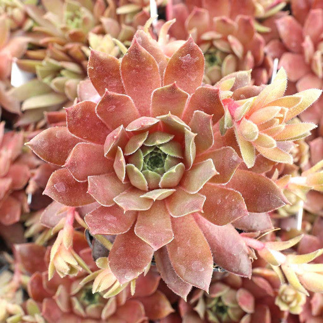 Sempervivum 'Faramir' Chicks & Hens, 4" Pot Live Plant