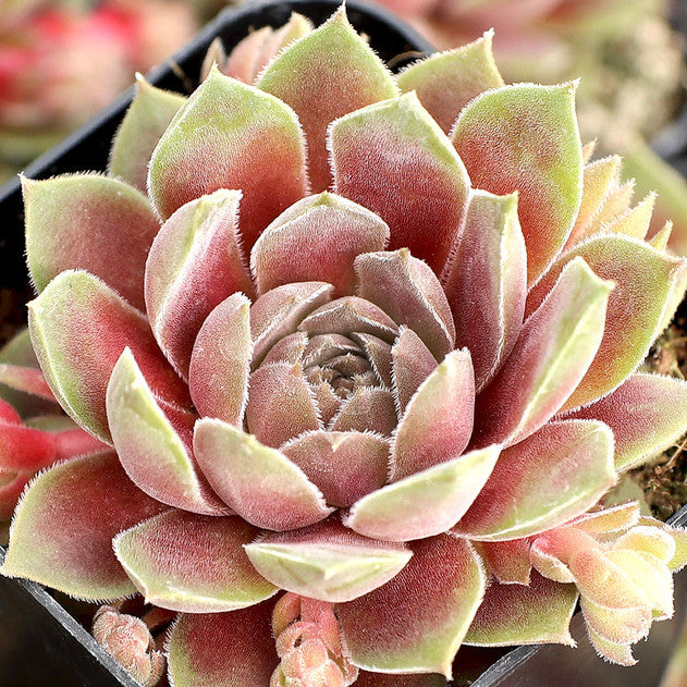 Sempervivum 'Peggy' Hens & Chicks, 4" Pot Live Plant