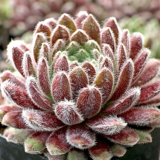 Pacific Plum Fuzzy Succulent - Hen and Chicks Sempervivum Plant - 4 inch pot