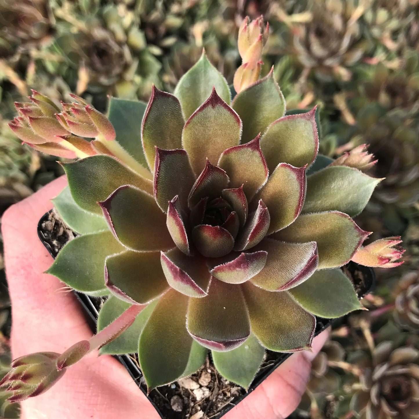 Sempervivum 'Bernstein' Hens & Chicks, 4" Pot Live Plant