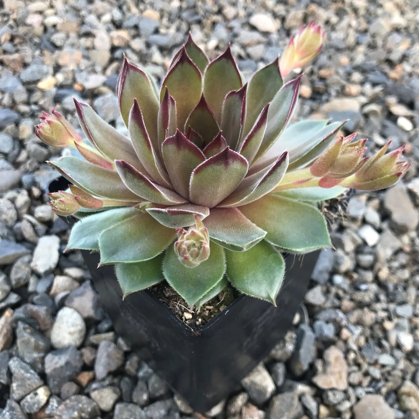 Sempervivum 'Bernstein' Hens & Chicks, 4" Pot Live Plant