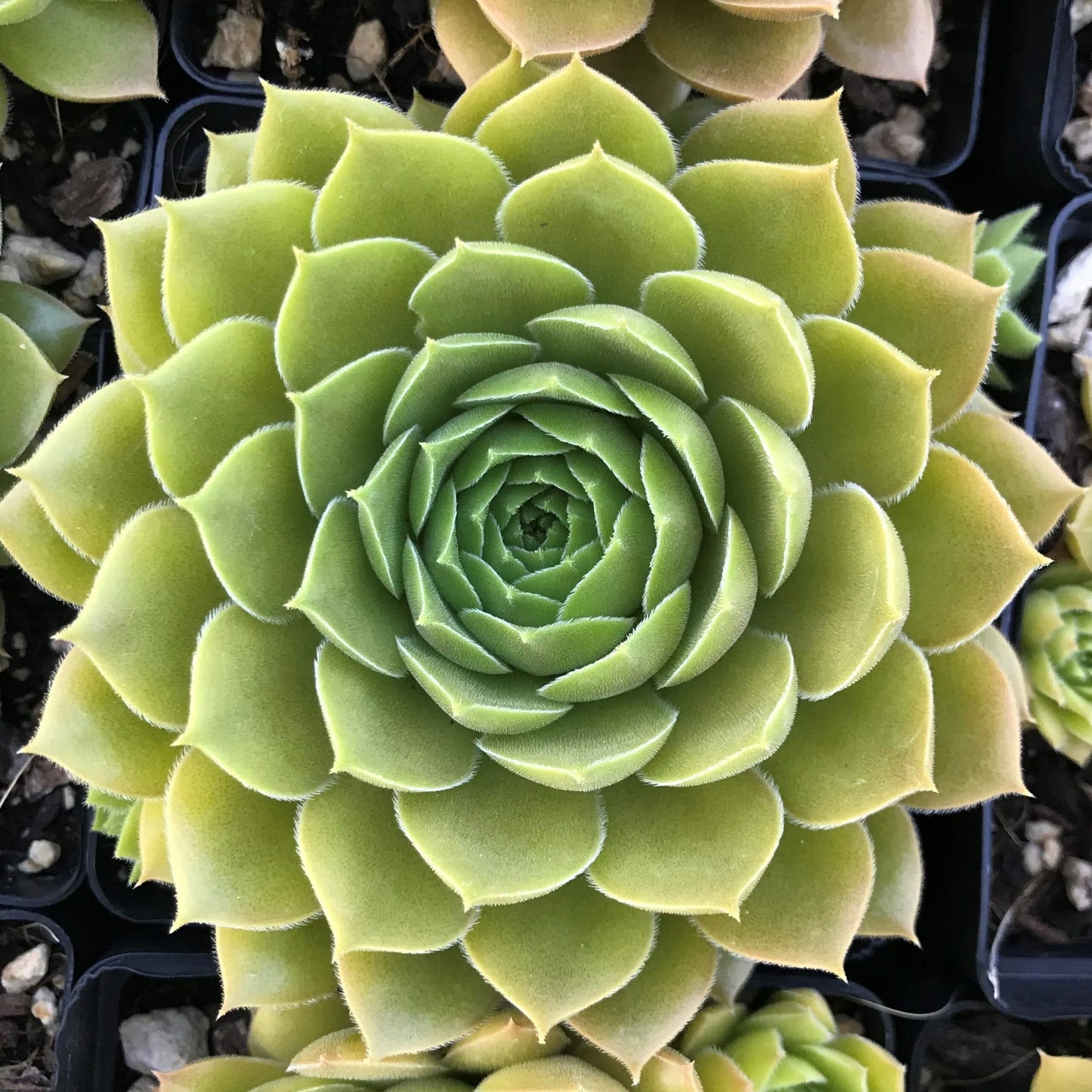 Bernstein Succulent Hens and Chicks Sempervivum Plant - 4 inch pot