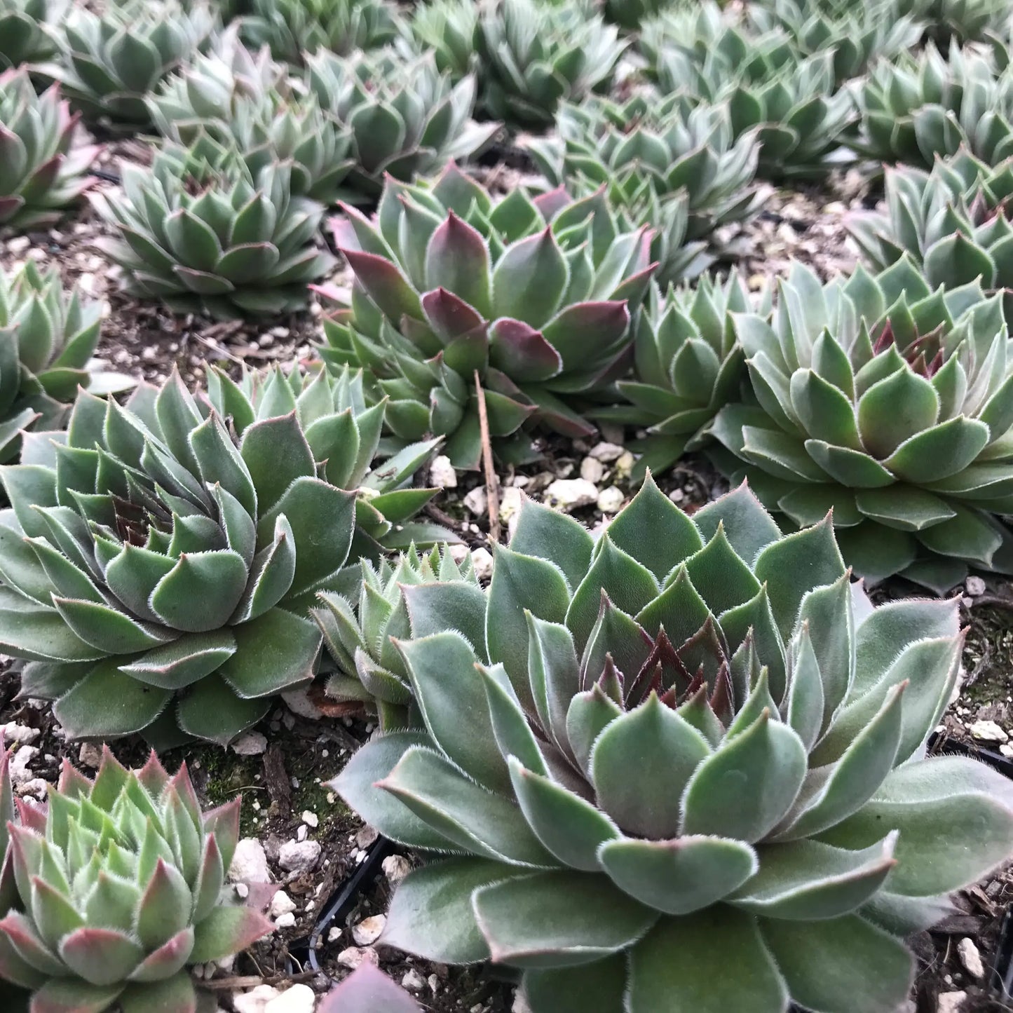 Bernstein Succulent Hens and Chicks Sempervivum Plant - 4 inch pot