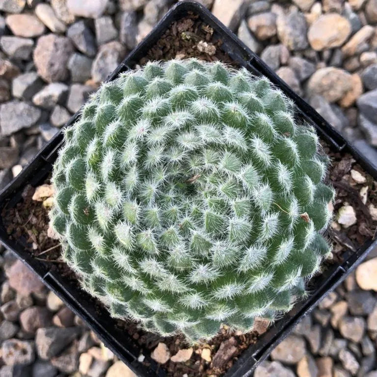 Borisii Succulent Hen & Chicks Sempervivum Plant - 4 inch pot