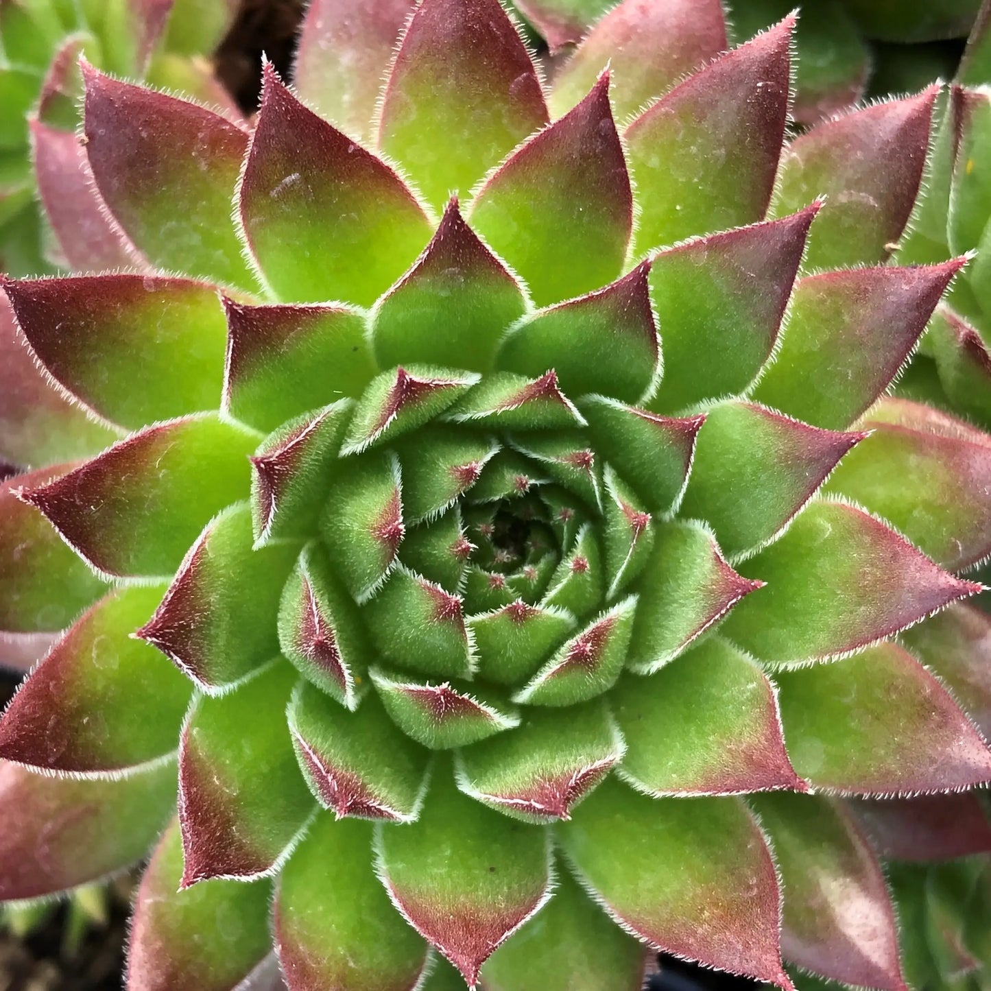 Sempervivum 'Casa' Chicks & Hens, 4" Pot Live Plant