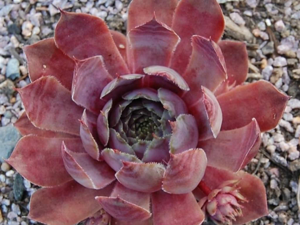 "Magnificum" Succulent Purple Hen & Chicks Sempervivum Plant 4" Pot