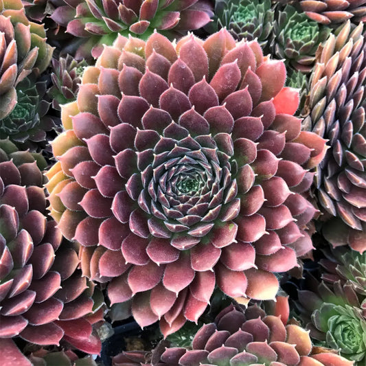 Sempervivum 'Pacific Red Tide' Chicks & Hens, 4" Pot Live Plant