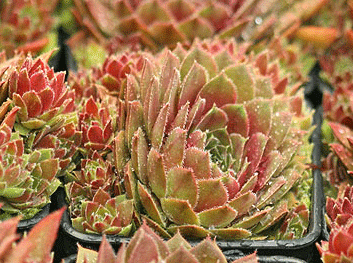 Sempervivum 'Rojin' Hens & Chicks, 4" Pot Live Plant