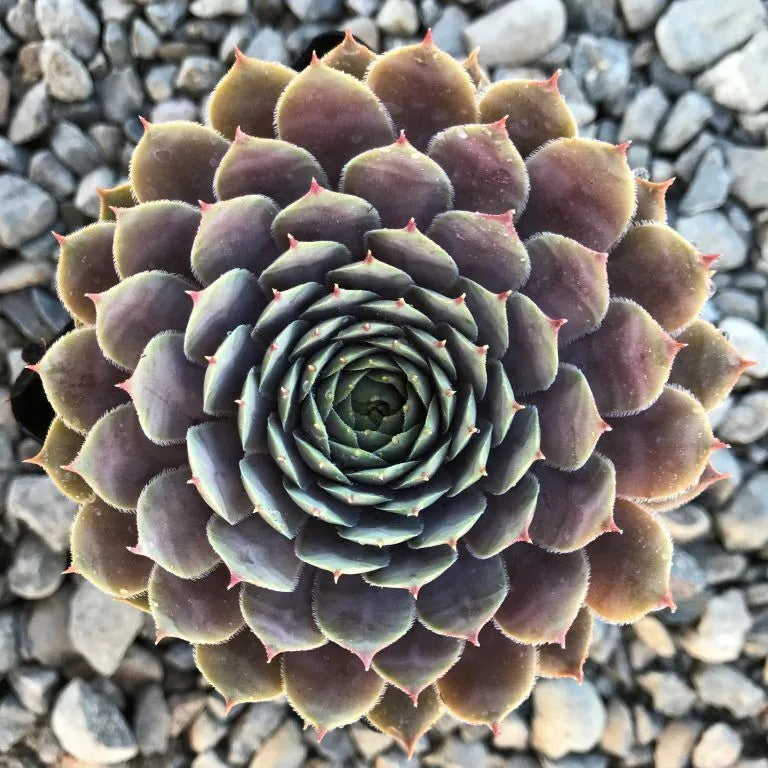 Sempervivum 'Virgil' Succulent-Hens & Chicks, 4" Pot Live Plant