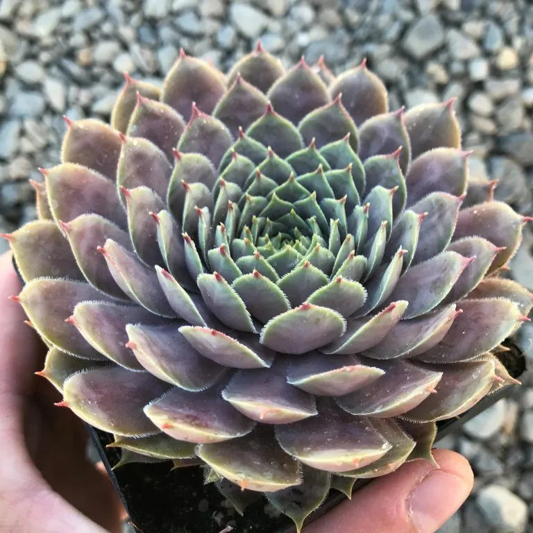 Sempervivum 'Virgil' Succulent-Hens & Chicks, 4" Pot Live Plant