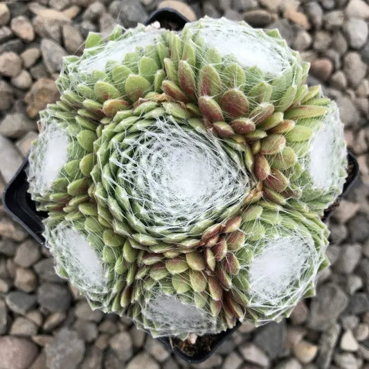 Sempervivum 'Spumanti' Hens & Chicks, 4" Pot Live Plant