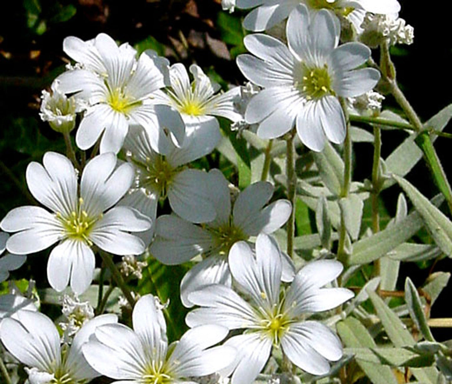 Snow in Summer Chickweed - Mouse Ear Cerastium Plant - 4" pot