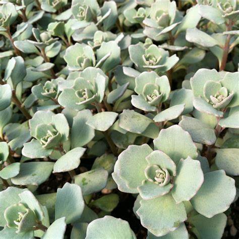 Sedum Cauticola Lidakense, also known as Cliff Stonecrop, is a perennial succulent native to Japan. Known as a cliff succulent due to it's propensity for growing in cliffs. These make great plants for rock gardens. 