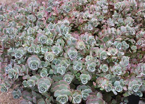 Low growing carpet growing succulent this plant is excellent for keeping down the weeds. This succulent, like most succulents, is very drought tolerant. 